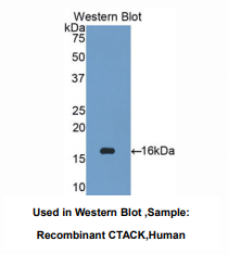 人趋化因子配体27(CCL27)多克隆抗体