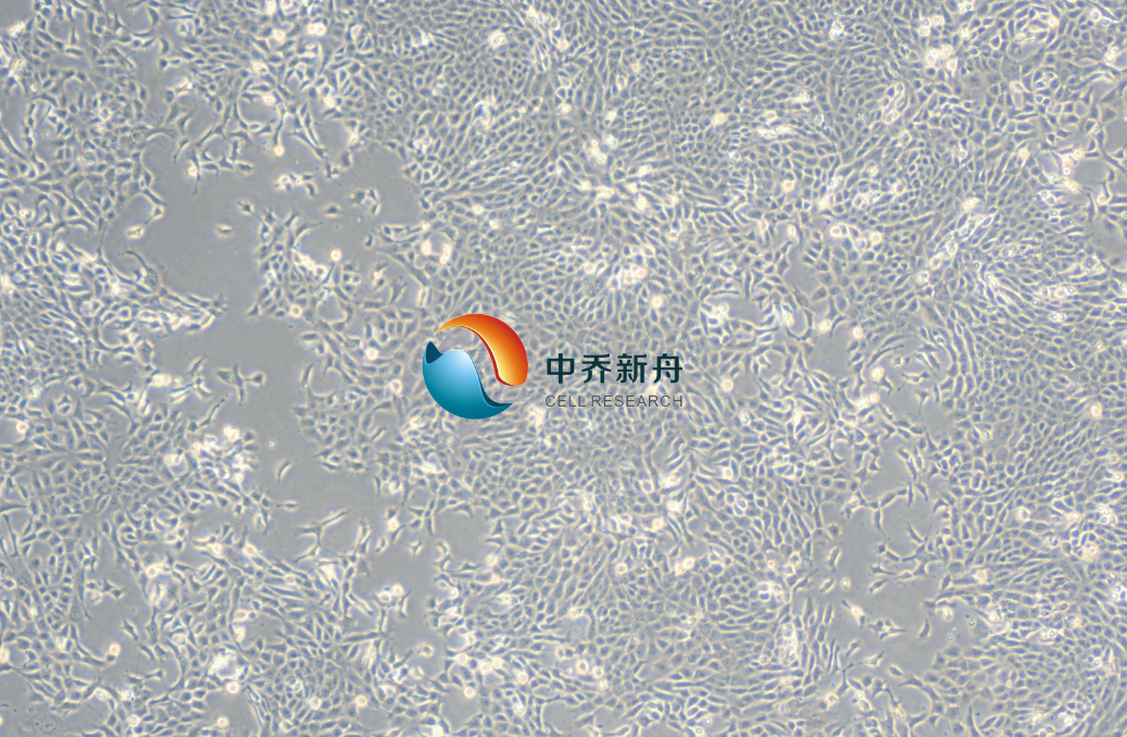 小鼠乳腺癌细胞4T1