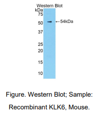小鼠激肽释放酶6(KLK6)多克隆抗体