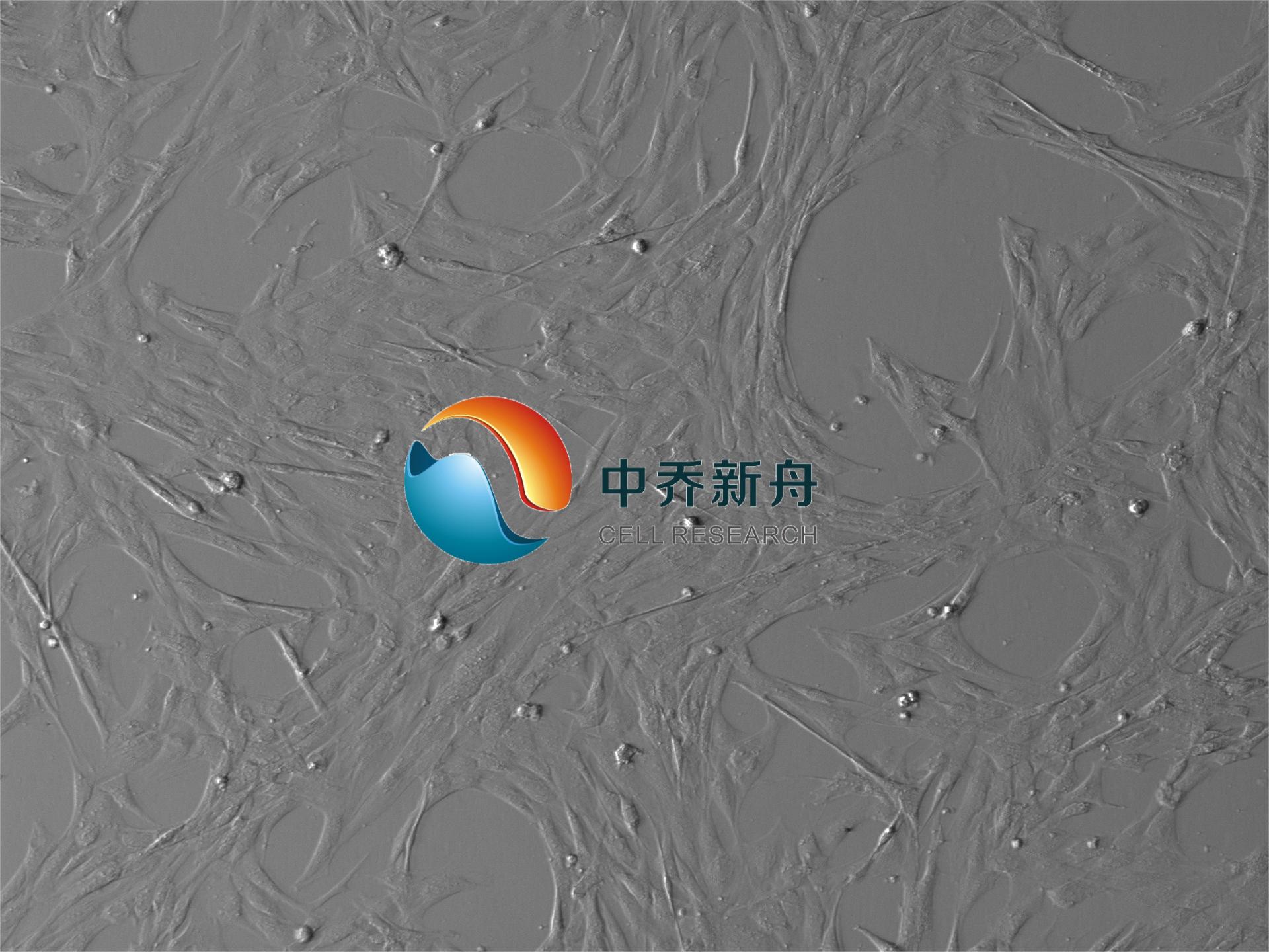 人骨骼肌腹肌成纤维细胞