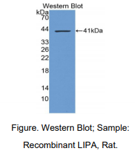 https://msimg.bioon.com/bionline/goods-no-pic.png