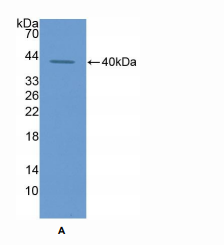 https://msimg.bioon.com/bionline/goods-no-pic.png