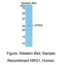 人神经调节素1(NRG1)多克隆抗体