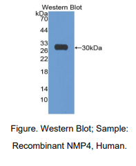 https://msimg.bioon.com/bionline/goods-no-pic.png