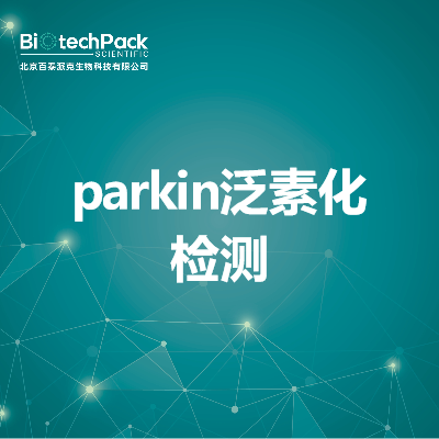 parkin泛素化检测