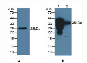 大鼠表面活性物质关联蛋白A2(SPA2)多克隆抗体