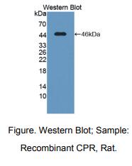 大鼠细胞色素P450氧化还原酶(CPR)多克隆抗体