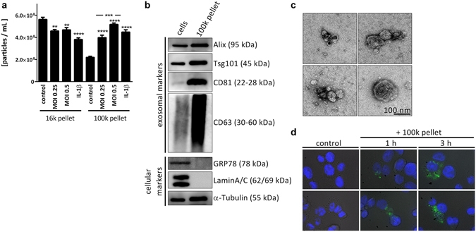 DAPI（4',6-二脒基-2-苯基吲哚二盐酸盐）*10mM水溶液* CAS 28718-90-3