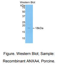 猪膜联蛋白A4(ANXA4)多克隆抗体