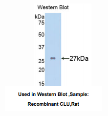 大鼠簇集蛋白(CLU)多克隆抗体