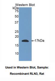 大鼠松弛肽3(RLN3)多克隆抗体