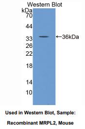 小鼠线粒体核糖体蛋白L2(MRPL2)多克隆抗体