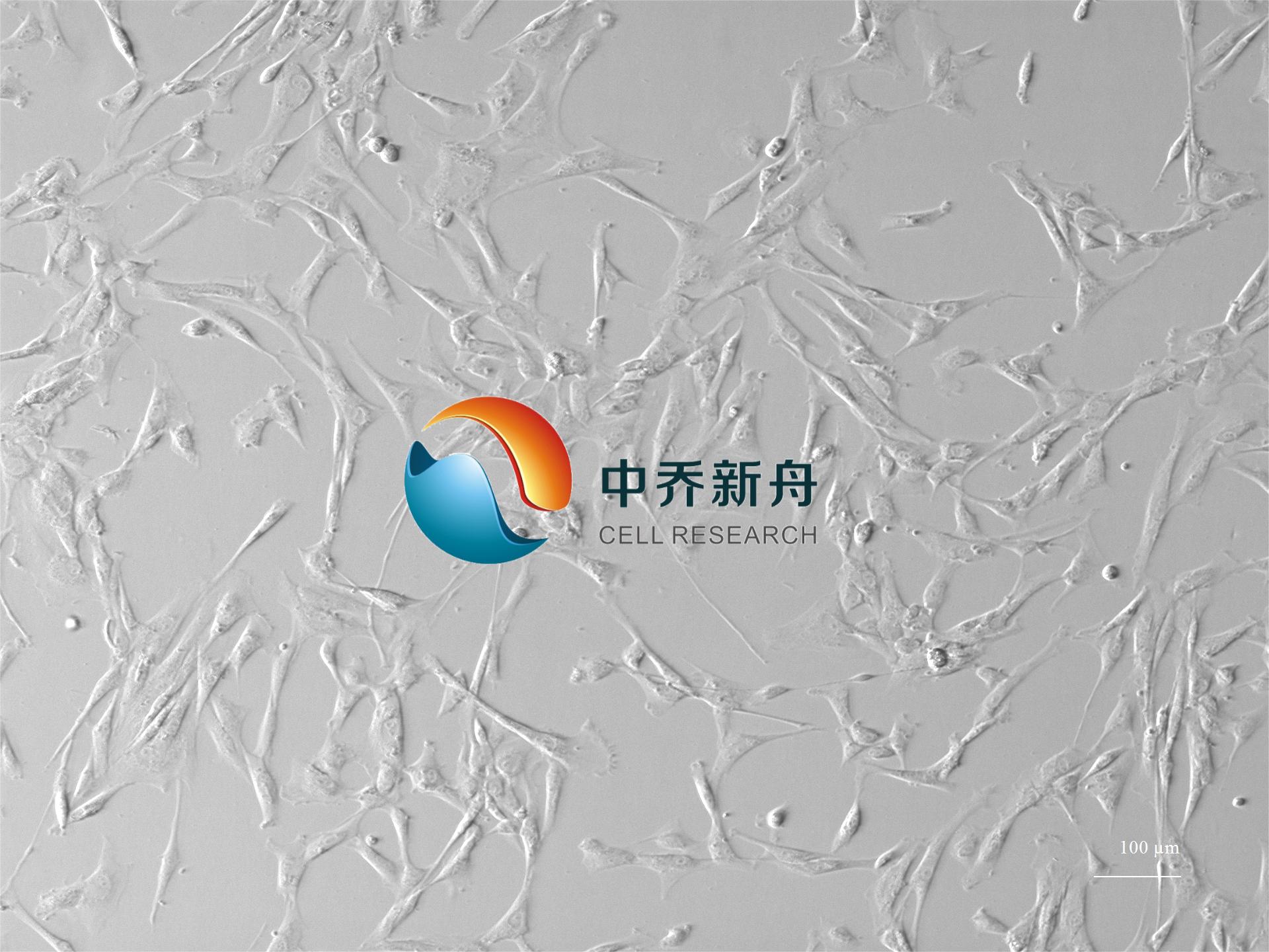 人脑微血管平滑肌细胞