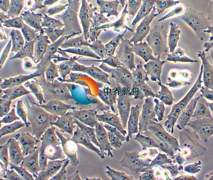 人胰腺癌细胞