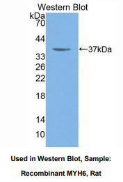 大鼠肌球蛋白重链6(MYH6)多克隆抗体