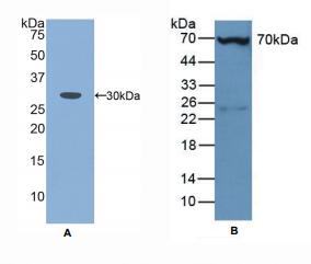 小鼠丝束蛋白3(PLS3)多克隆抗体