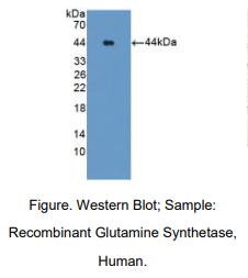 https://msimg.bioon.com/bionline/goods-no-pic.png