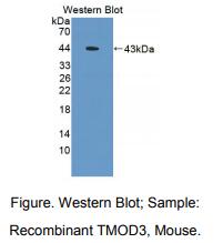 小鼠原肌球调节蛋白3(TMOD3)多克隆抗体