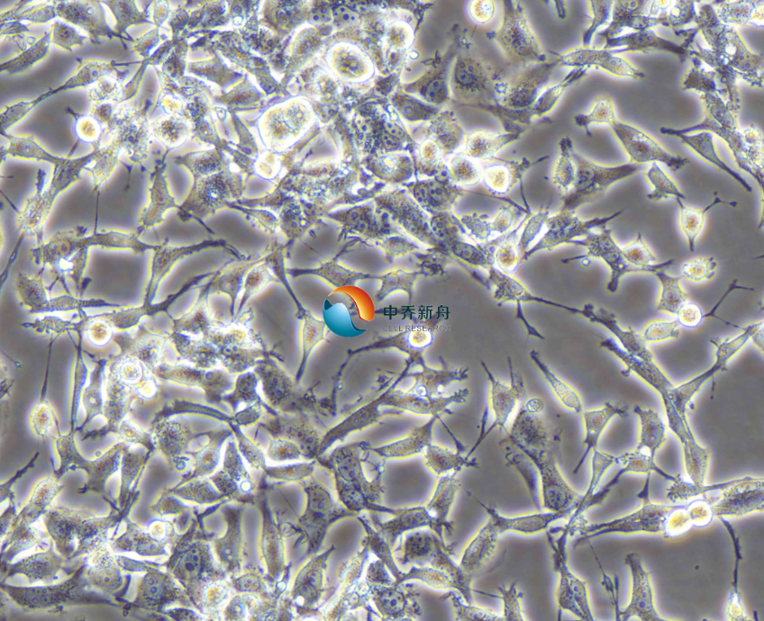 人乳腺腺癌细胞MDA-MB-436