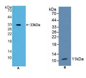 小鼠三叶因子1(TFF1)多克隆抗体