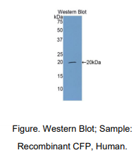 人补体因子P(CFP)多克隆抗体
