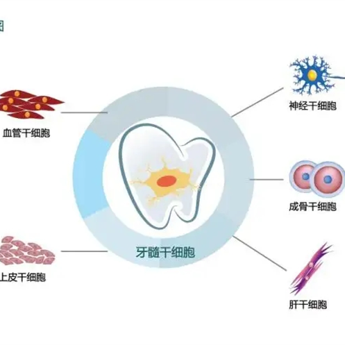 干细胞培养