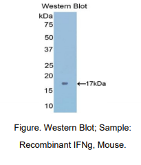 https://msimg.bioon.com/bionline/goods-no-pic.png