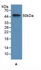 兔凝血因子Ⅸ(F9)多克隆抗体