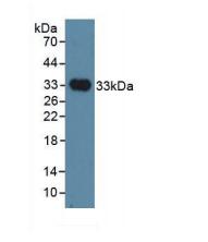 人抑制素结合蛋白(IGSF1)多克隆抗体