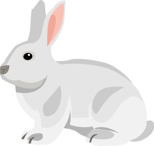新西兰兔