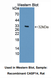 大鼠胱天蛋白酶14(CASP14)多克隆抗体