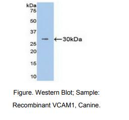 https://msimg.bioon.com/bionline/goods-no-pic.png