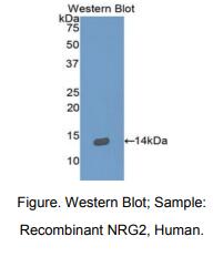 人神经调节素2(NRG2)多克隆抗体