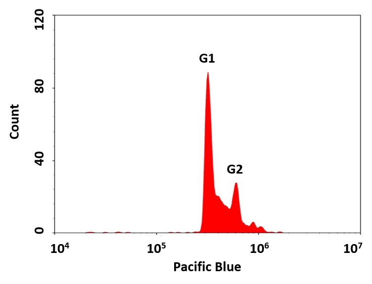 Cell Meter 荧光法细胞周期检测试剂盒 