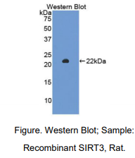 大鼠沉默调节蛋白3(SIRT3)多克隆抗体
