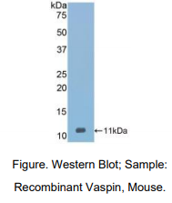 小鼠内脏脂肪特异性丝氨酸蛋白酶抑制因子(Vaspin)多克隆抗体