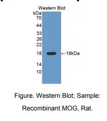 大鼠髓鞘少突胶质细胞糖蛋白(MOG)多克隆抗体