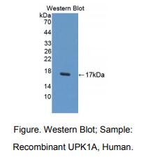 人尿溶蛋白1A(UPK1A)多克隆抗体