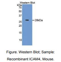 小鼠细胞间粘附分子4(ICAM4)多克隆抗体