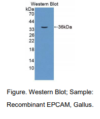 鸡上皮细胞粘附分子(EPCAM)多克隆抗体