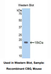 小鼠皮质醇结合球蛋白(CBG)多克隆抗体