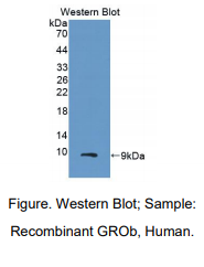 人趋化因子配体2(CXCL2)多克隆抗体