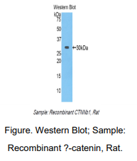 大鼠连环蛋白β1(β-catenin)多克隆抗体
