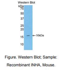 小鼠抑制素α(INHa)多克隆抗体