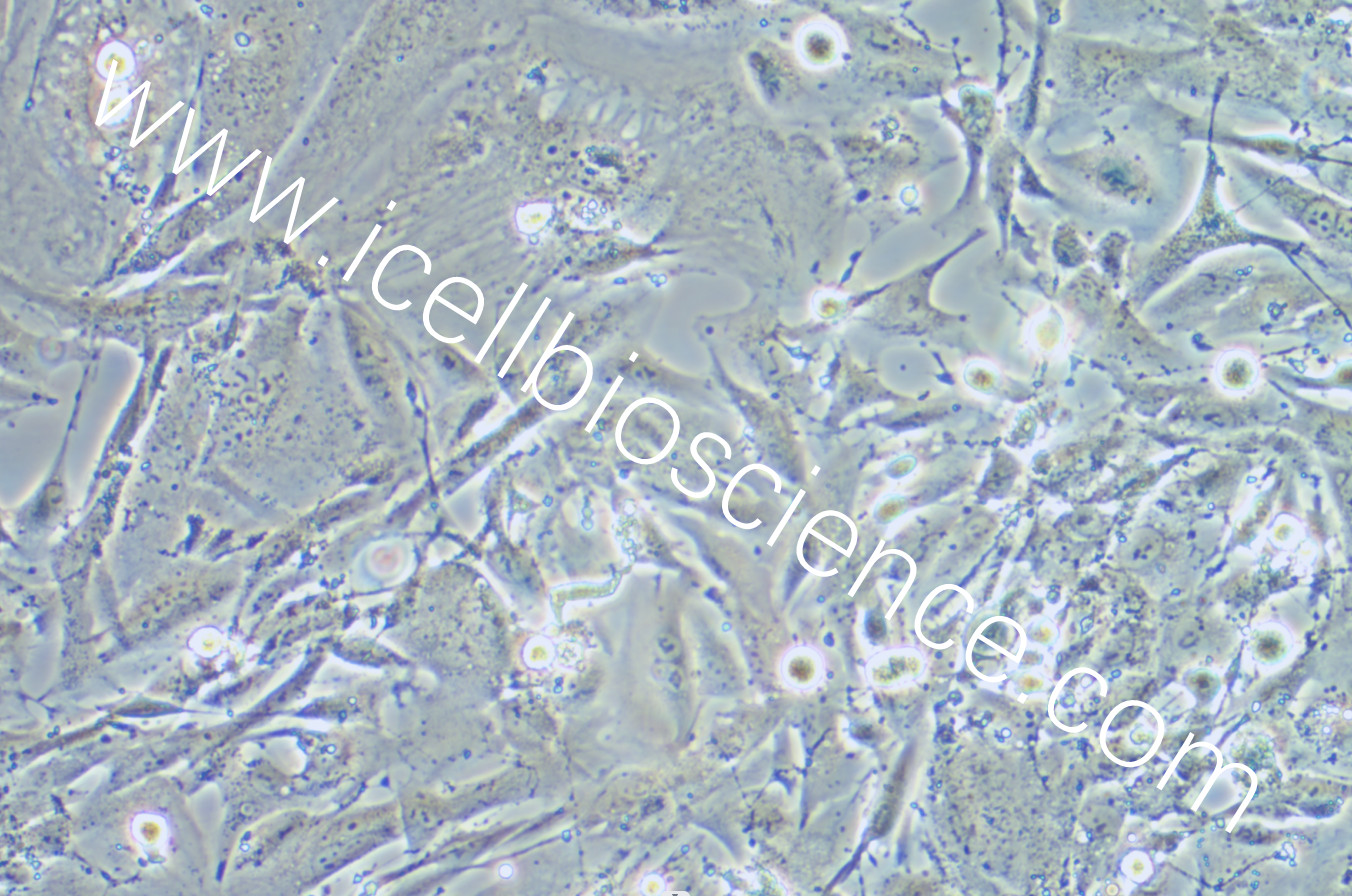 THLE-2细胞/THLE2细胞/THLE-2/THLE2/人正常肝细胞