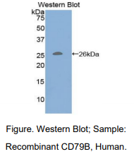 https://msimg.bioon.com/bionline/goods-no-pic.png