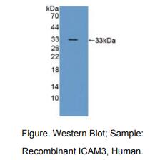 人细胞间粘附分子3(ICAM3)多克隆抗体