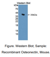 小鼠骨粘连蛋白(ON)多克隆抗体