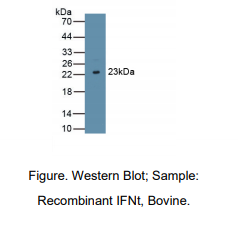 牛干扰素τ(IFNt)多克隆抗体