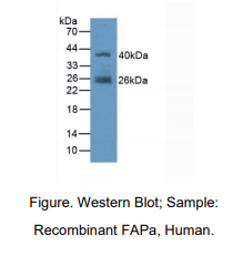 人成纤维细胞激活蛋白α(FAPa)多克隆抗体